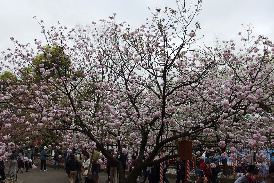 Japan Mint Sakura Walk-through